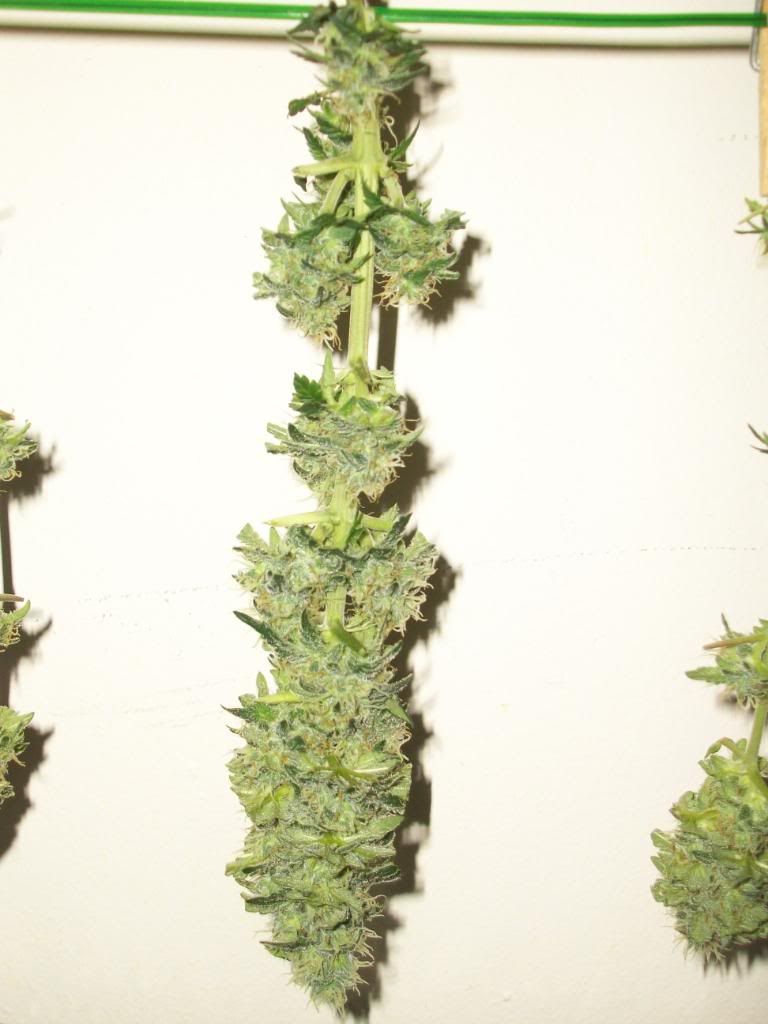 Harvest1Dry4.jpg