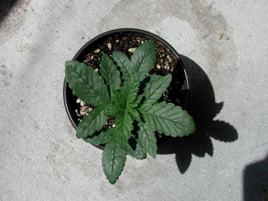 P1010006.jpg