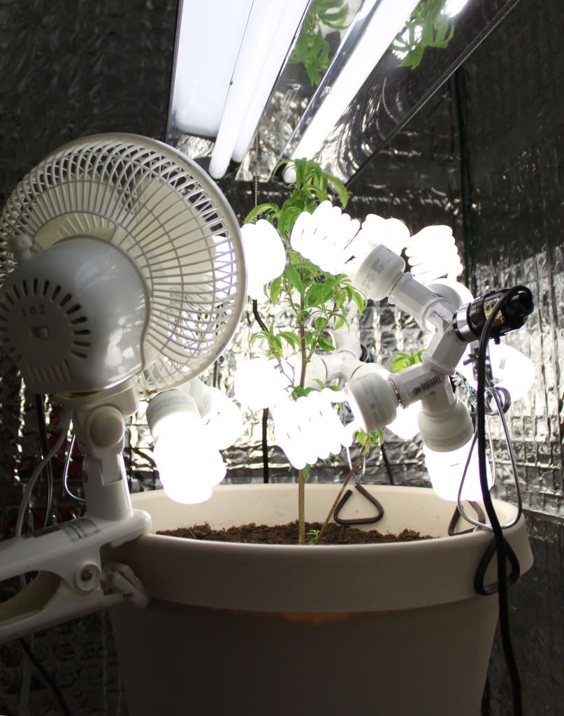 Plant222112.jpg