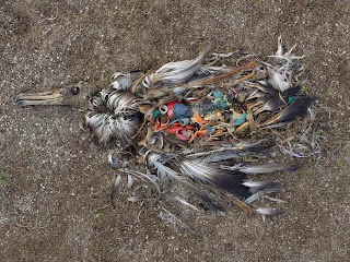 dead_bird_02.jpg