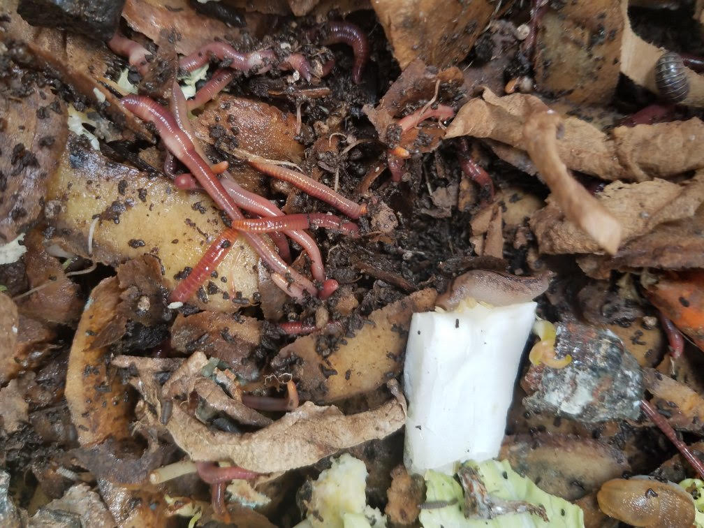 05082021gardeni.jpg