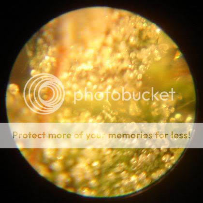SquatBud-Macro2.jpg