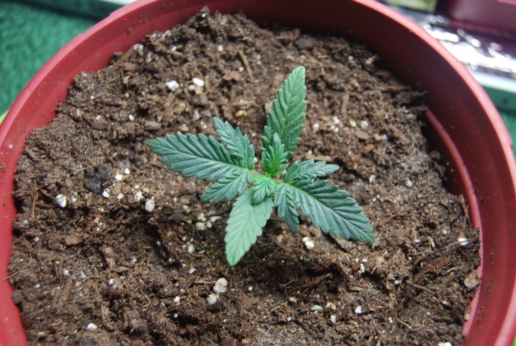 weednigga6004.jpg