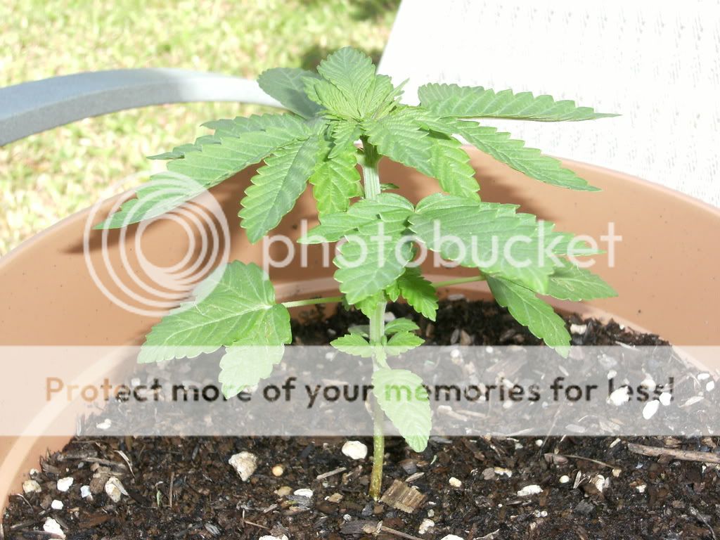 NewPics008.jpg