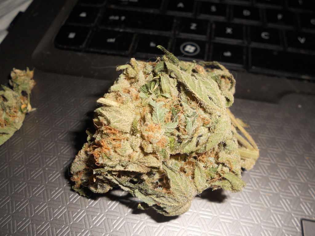 DSCN5170.jpg