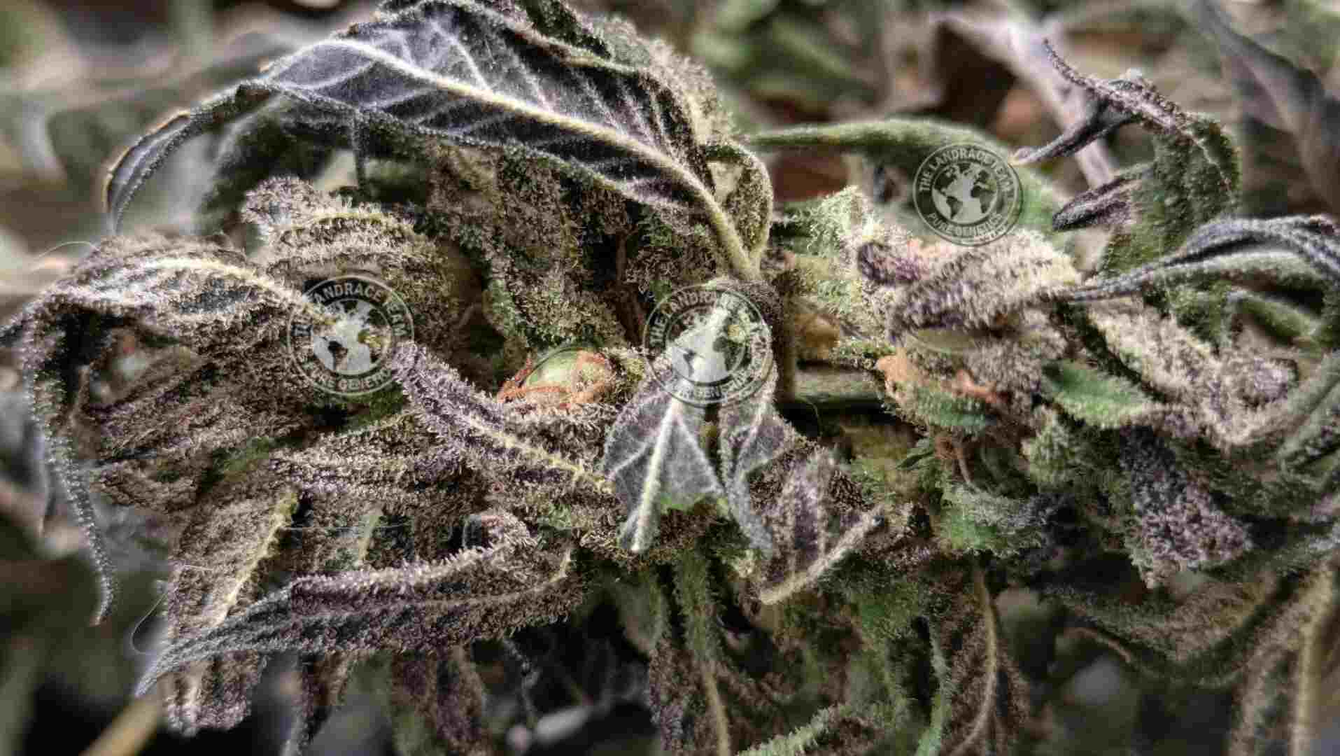 www.tltseeds.com
