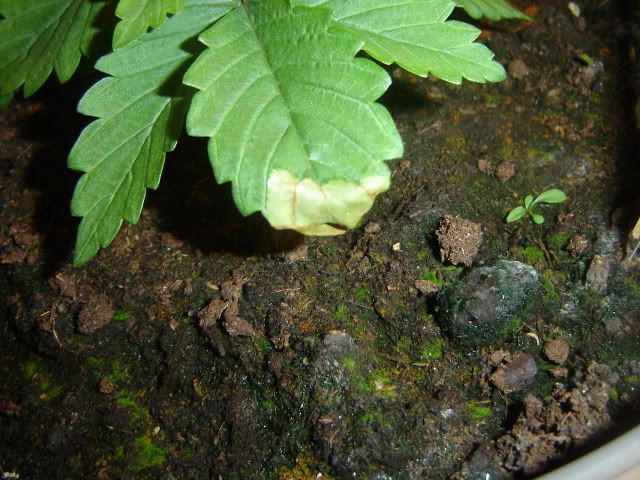 DSC08590.jpg