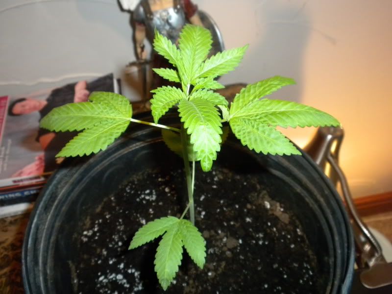 DSCN2111.jpg