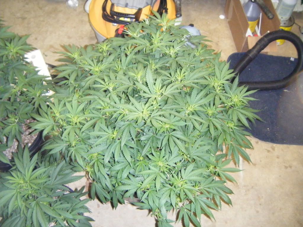 DSCF8204.jpg