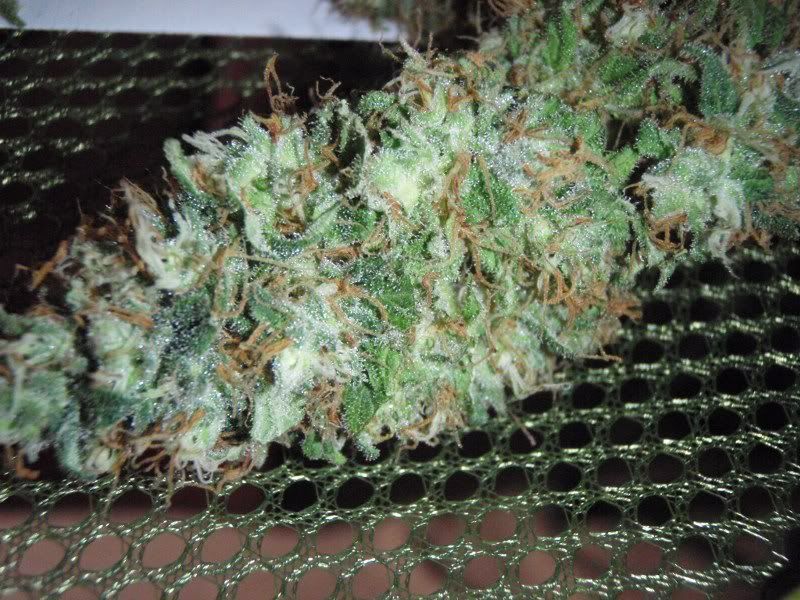 blhazeharvest1_800x600.jpg