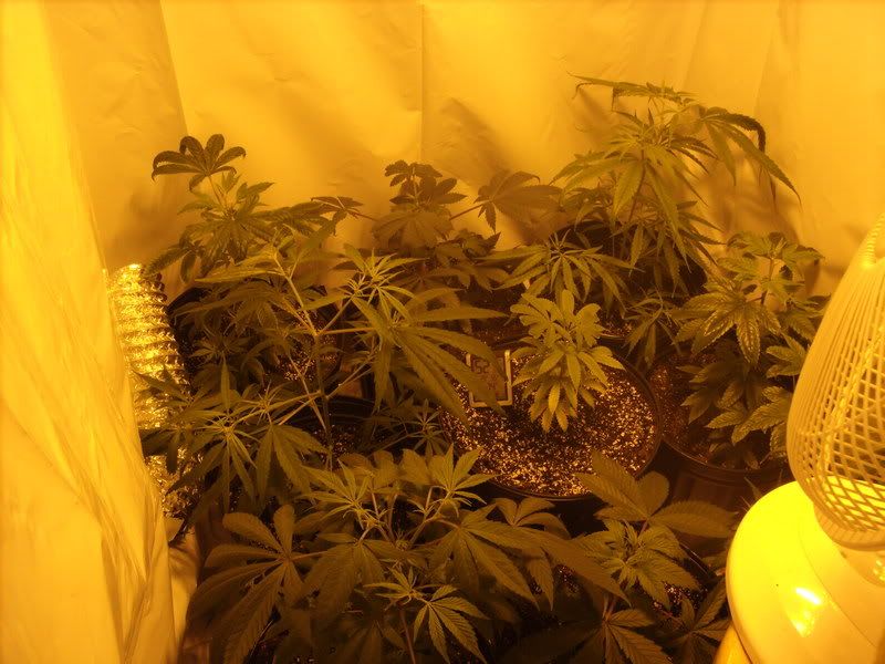 plants7016.jpg