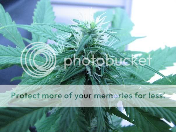 bud3.jpg