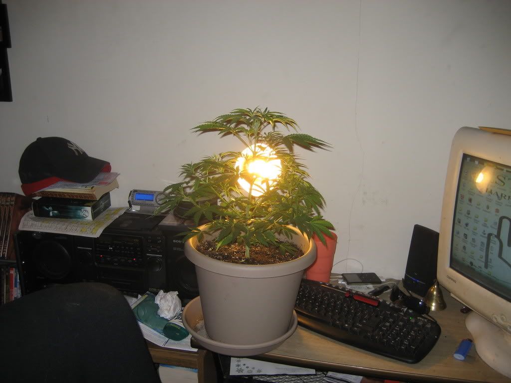 junior004.jpg