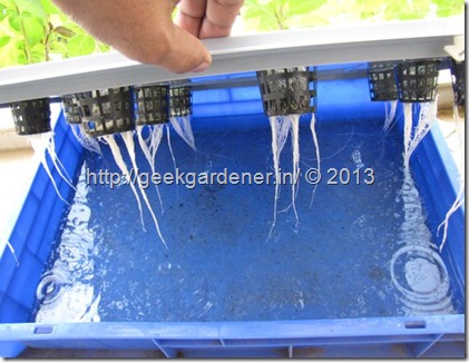 HydroponicRaftSystemRoots.jpg