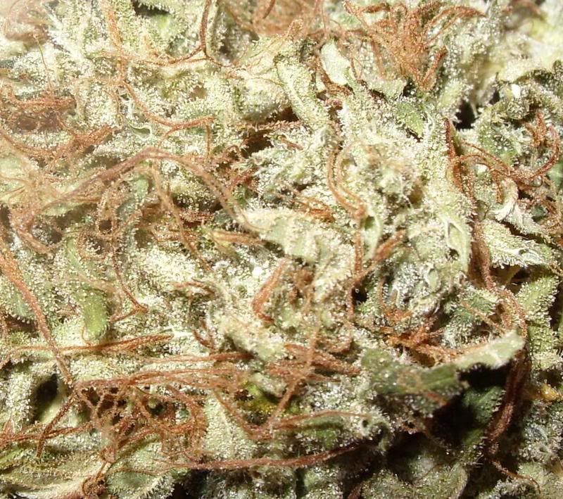 macrobellaxhaze.jpg
