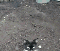 200w.gif