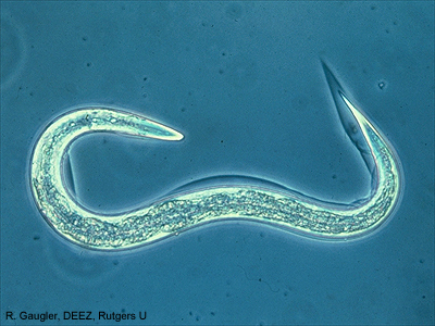 nematode.jpg