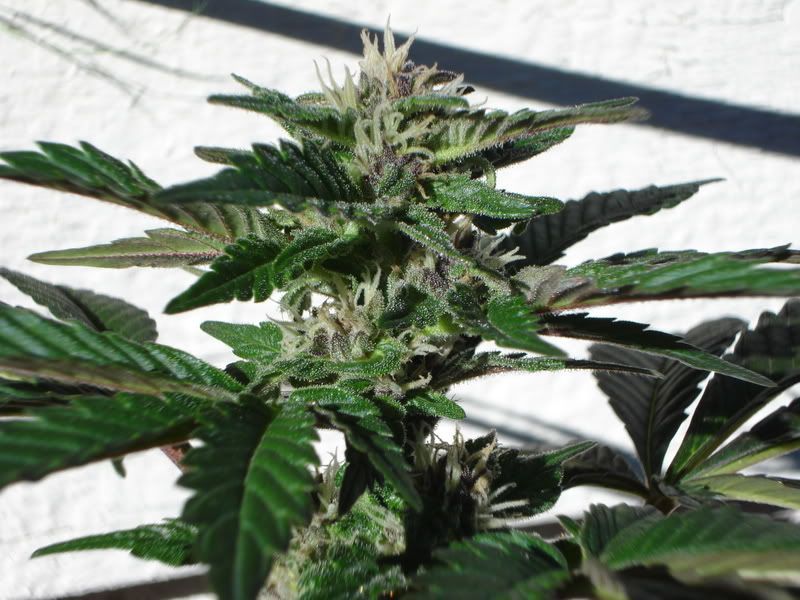plant031.jpg