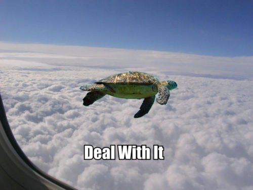 flying+turtle.jpg