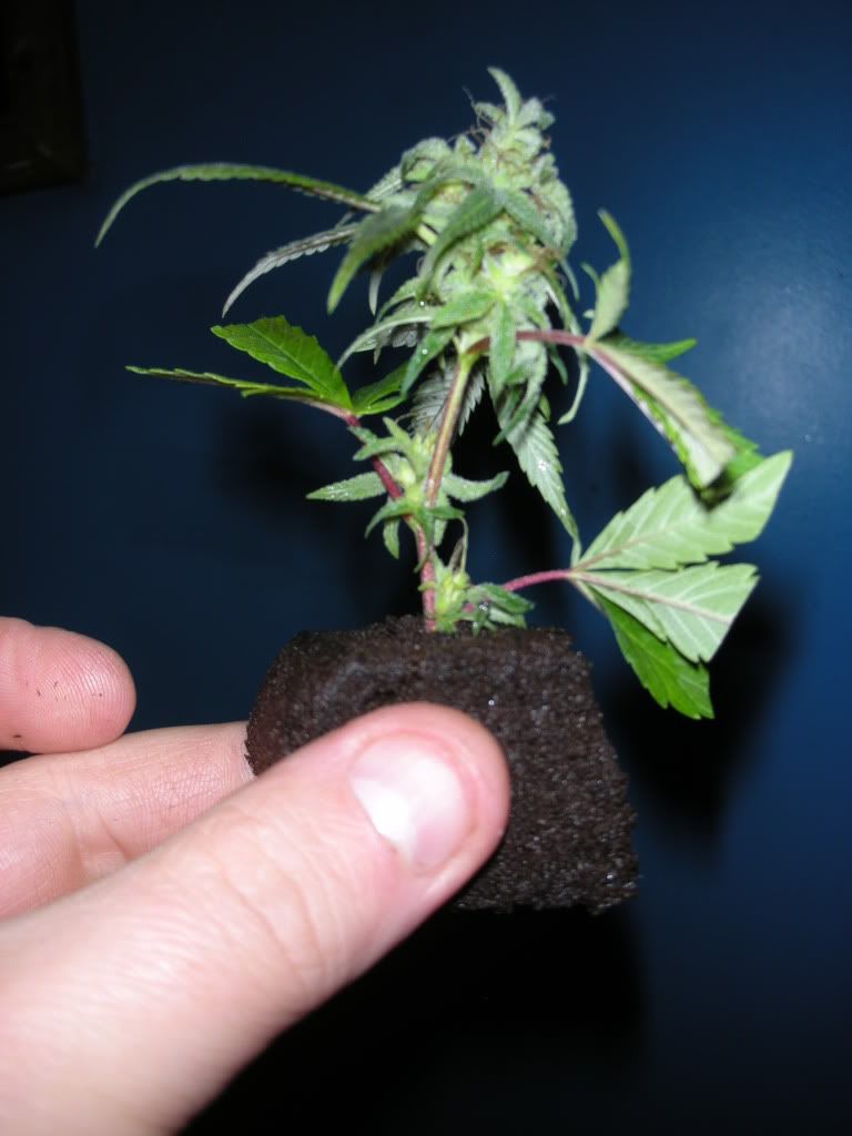 DSCN2084.jpg