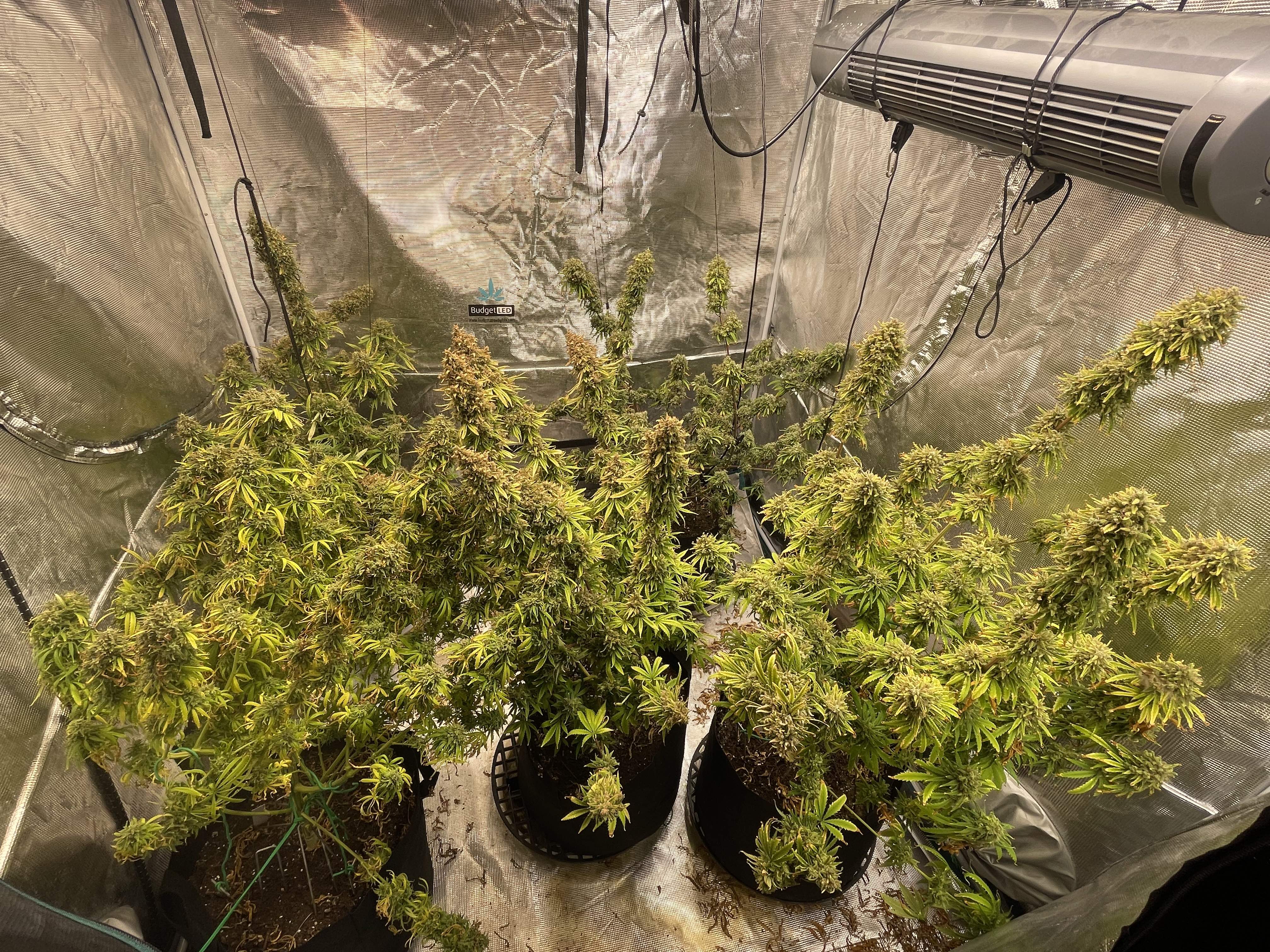 7523567_grow-journal-by-ehcndgrower.jpg