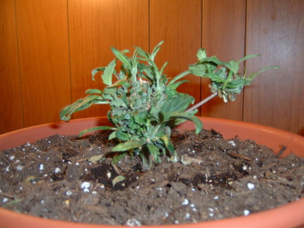 DSCF0007-1.jpg