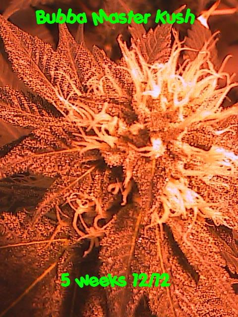 6-07-09036.jpg