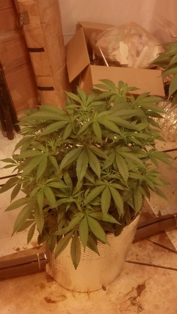2013-01-04_12-49-21_840_zps8ba05e25.jpg