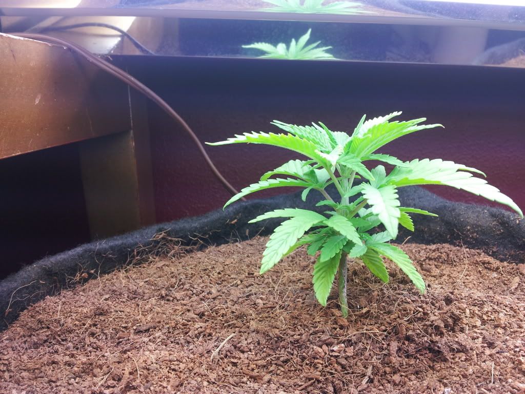 4weeks3daysAxilla.jpg