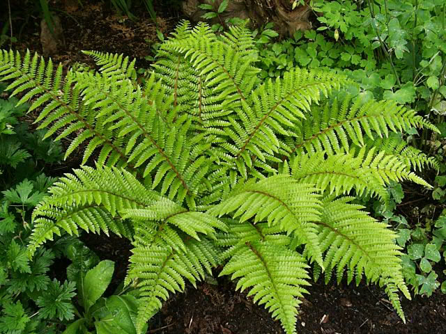 polystichum_polyblepharum.jpg