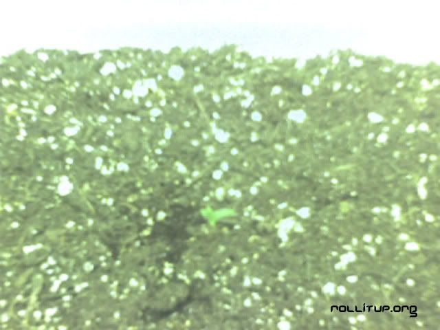 img024.jpg