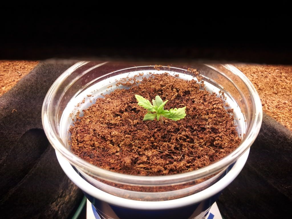 4weeks3daysSEED2.jpg