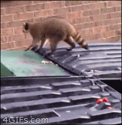 tumblr_mzht455lBI1t0cscho1_250.gif