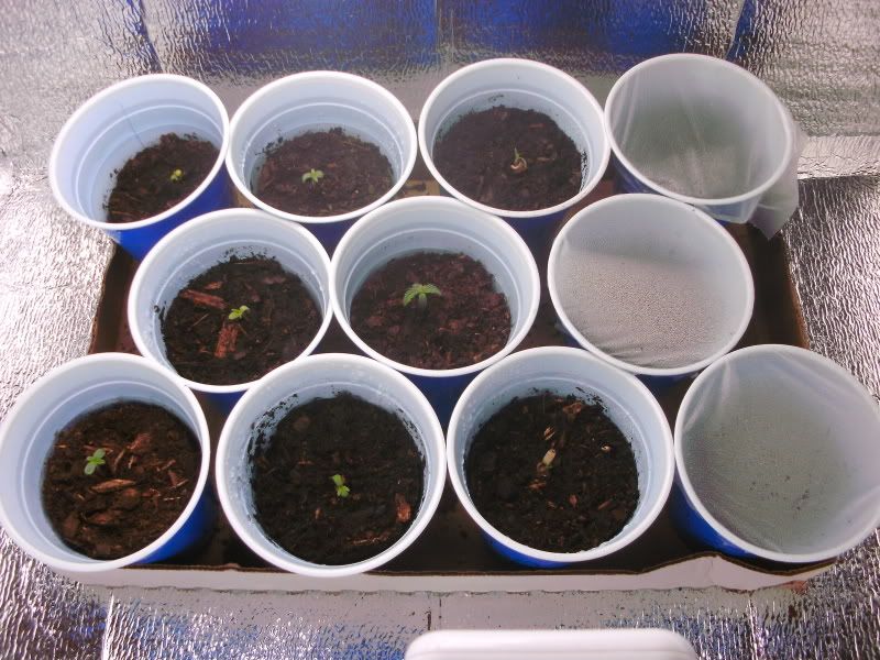 Day5-8sprouts.jpg