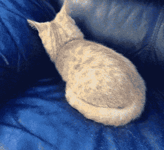 tumblr_n8emge56kg1s0mbfho1_400.gif