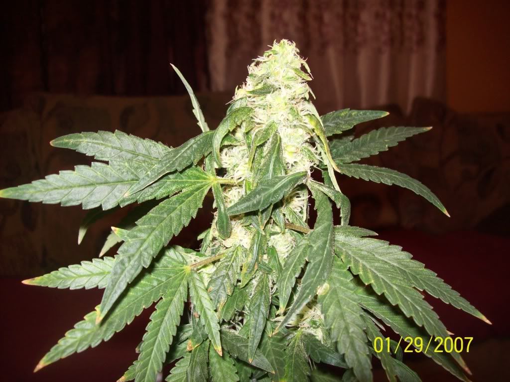 ed05.jpg