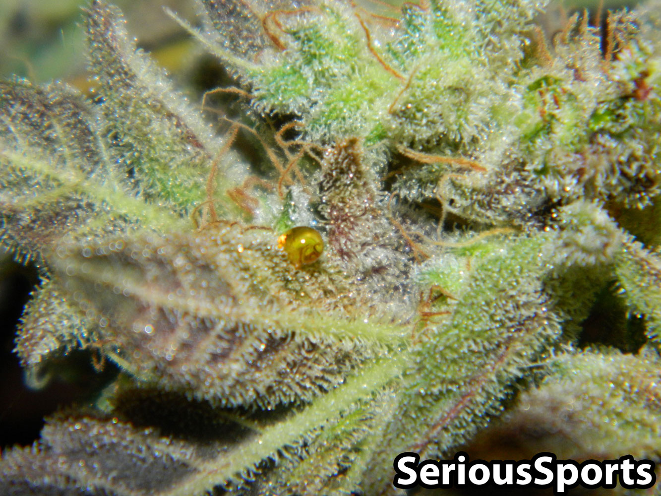 sap-buds-cannabis.jpg