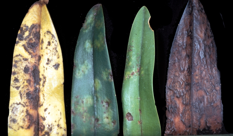 Tobacco_mosaic_virus_symptoms_orchid.jpg