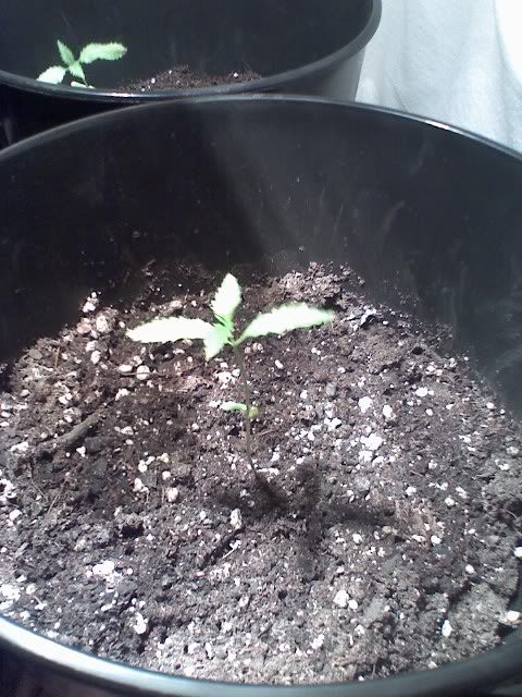 Growth.jpg