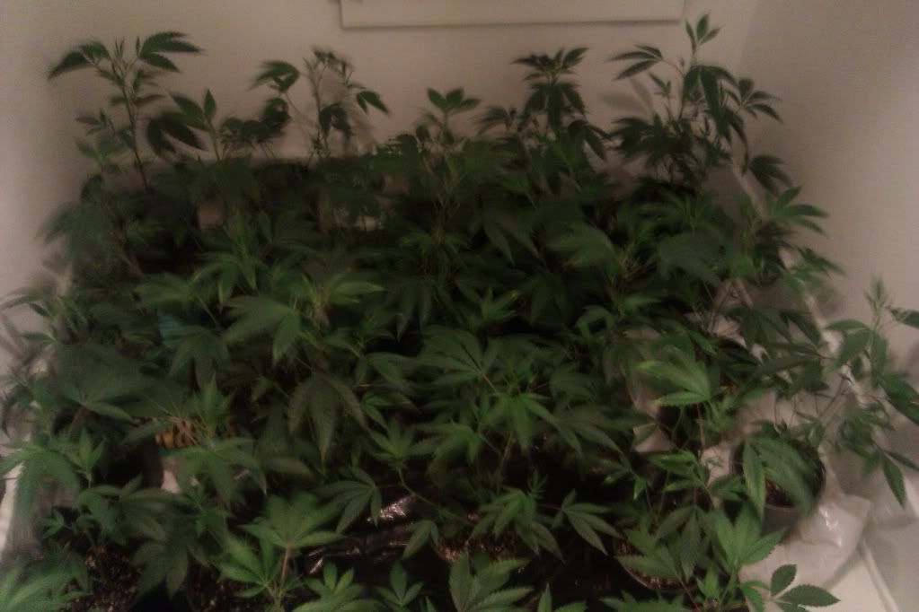 IMAG0144.jpg