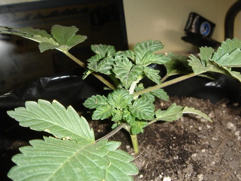 plants005.jpg