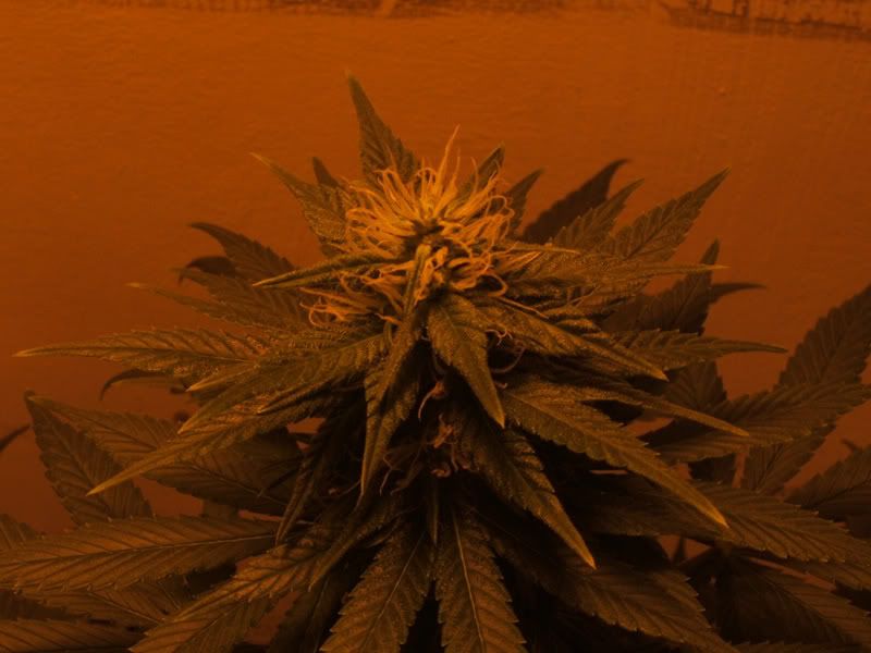 27JulyPlant1BudheadJPG.jpg
