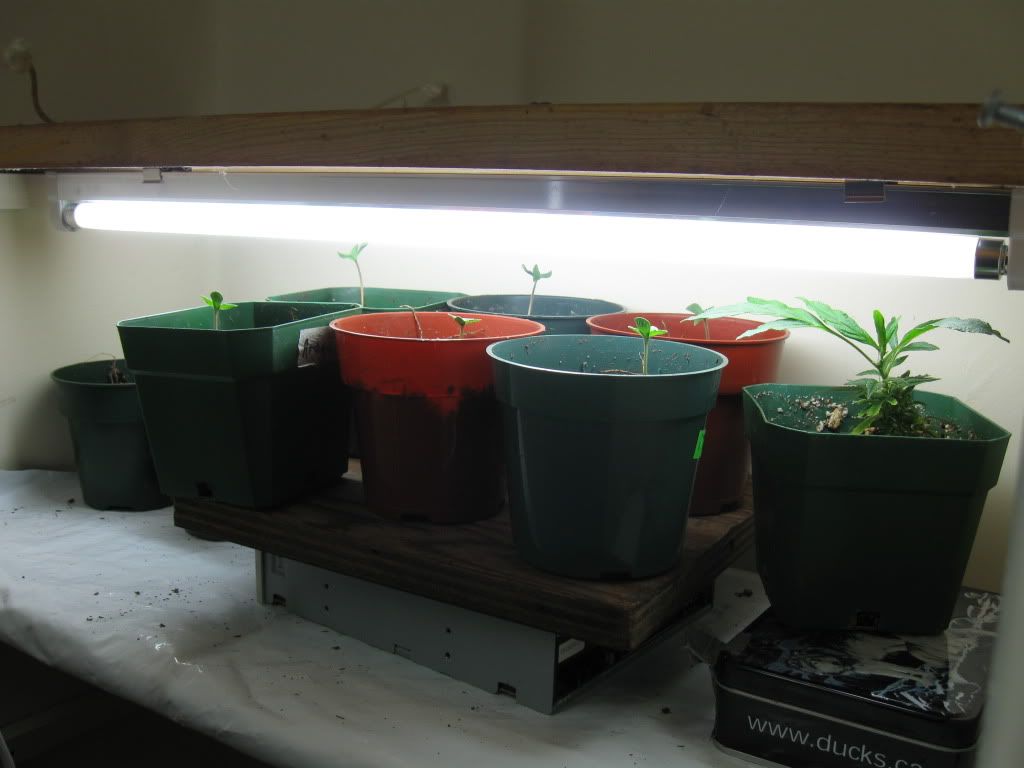 sproutsn045.jpg