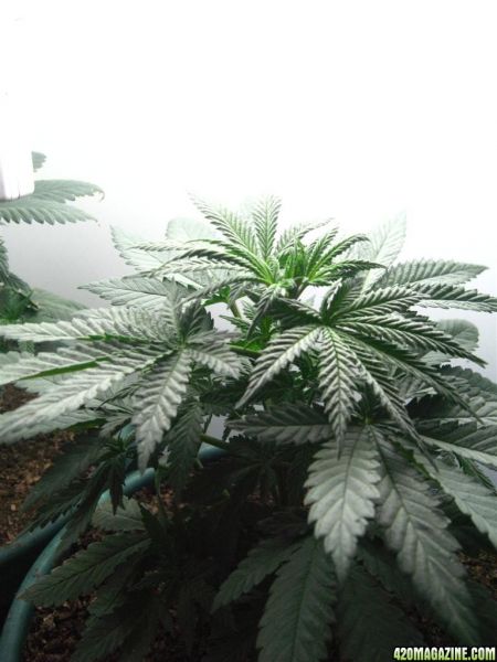 BB_CC_Grow_Update_Sep_13_053.jpg