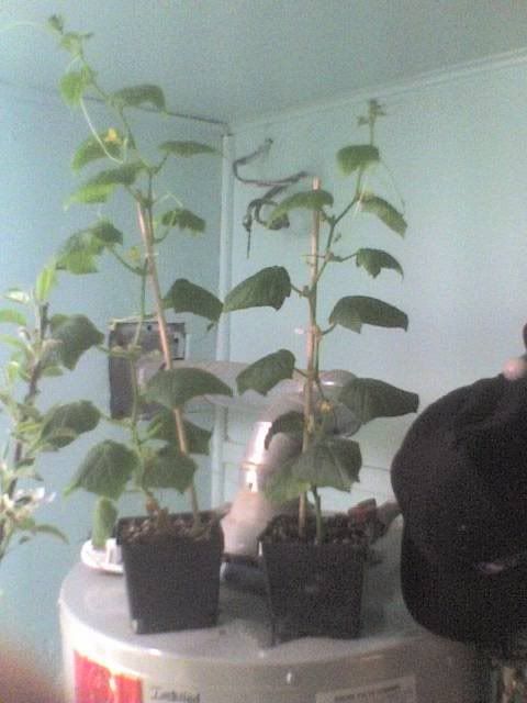 Cukes.jpg