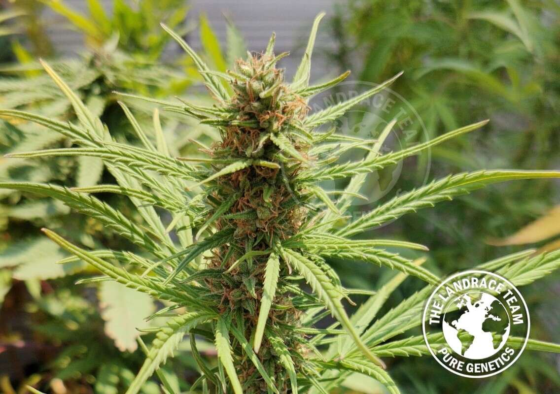 www.tltseeds.com