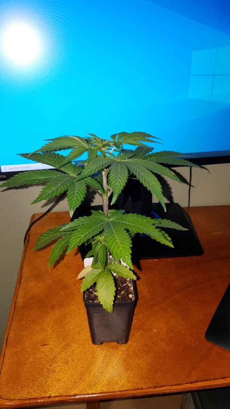 2inch2.jpg