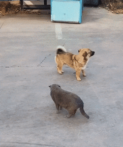 1668445166_12.gif