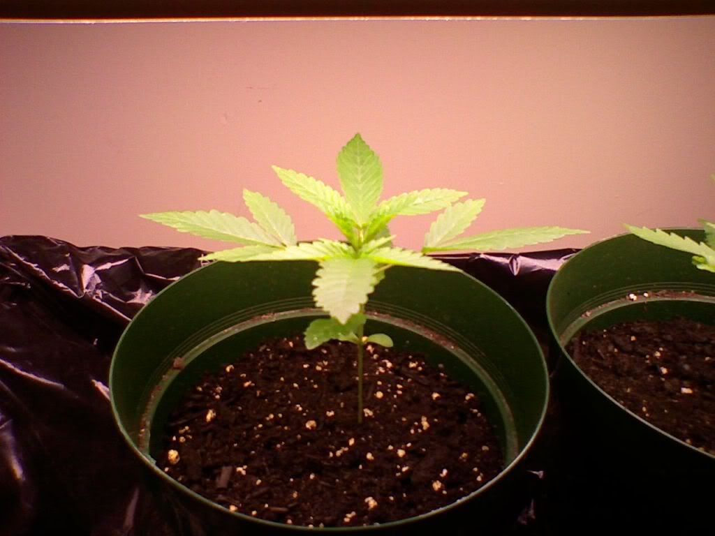 April42009Left.jpg