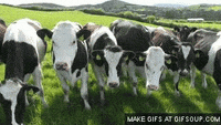 200w.gif